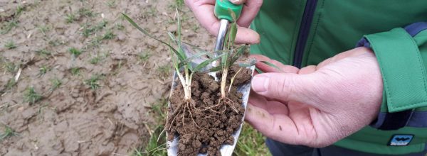 Soil compaction changes the yield potential